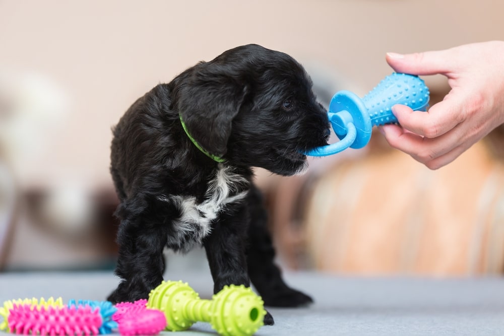 A small black puppy with a white chest is biting a blue spiky dog toy held by a person. Colorful chew toys are scattered on the gray surface in front of the puppy.