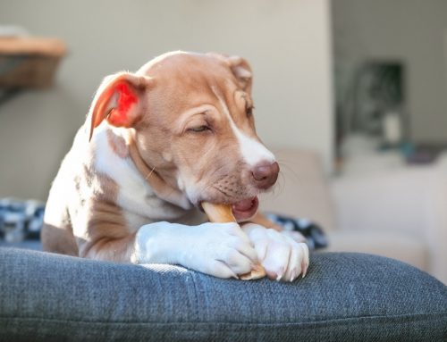 Best Dental Chews for Aggressive Chewers: Protecting Teeth While Satisfying the Urge to Chew