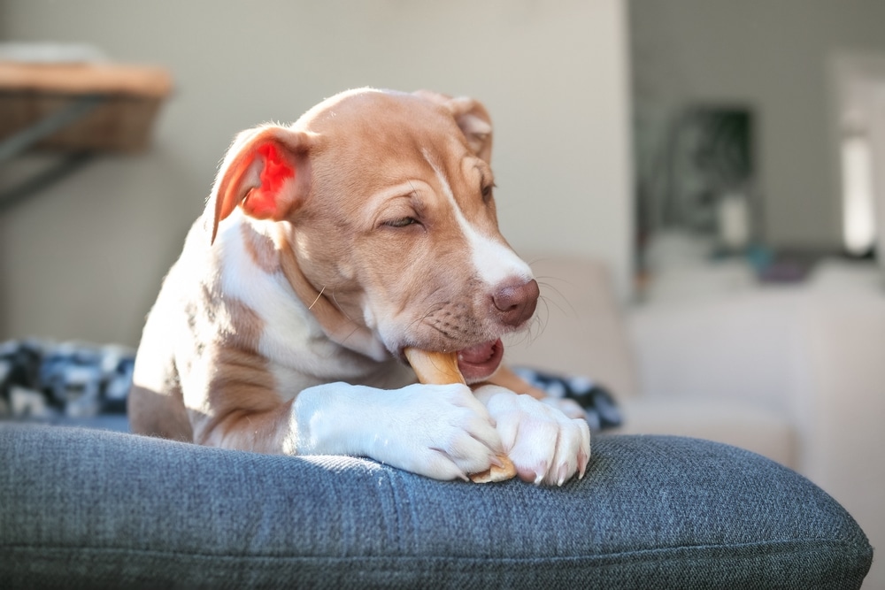 A light brown and white puppy lies on a blue cushion, happily chewing on a bone with its eyes partly closed. The background shows a softly-lit, cozy living room.