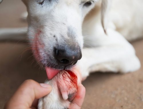 Common Causes of Pet Injuries: What to Do After an Accident