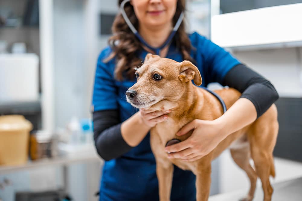 A veterinarian in blue scrubs uses a stethoscope to examine a small brown dog standing on an exam table in a clinic.