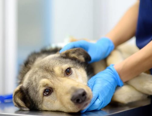 Why Are My Pet’s Lymph Nodes Suddenly Swollen?