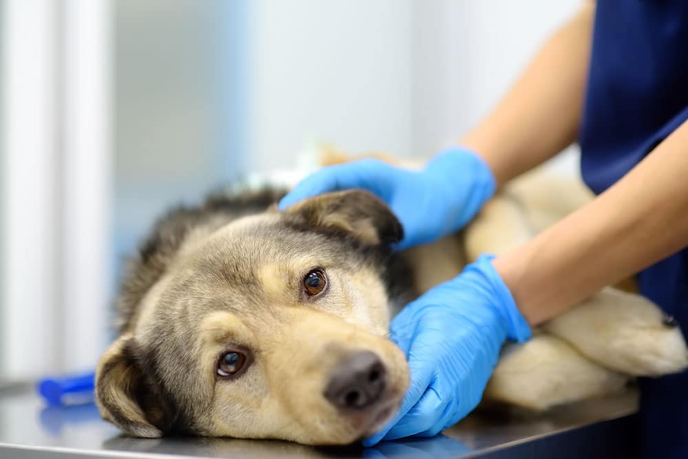 A dog lies on a metal table while a person wearing blue gloves gently holds and comforts it, likely at a veterinary clinic.
